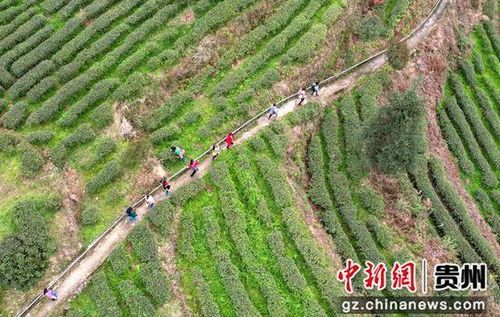 贵州道真 春茶开采