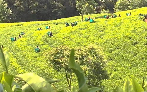 非洲到底为什么穷 让种茶大国肯尼亚告诉你,什么叫 恶性循环