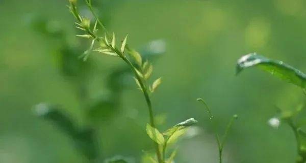 莓茶产业拔穷根
