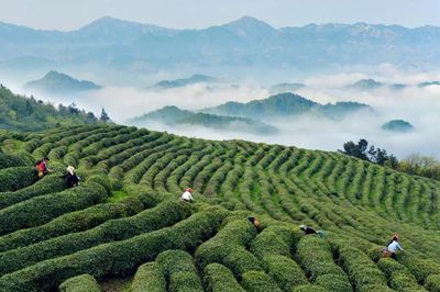市场监管总局发布2019茶叶抽检计划,过去四年平均合格率99.29%!