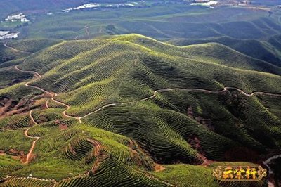 茶叶知识