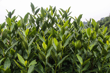 茶叶种植园