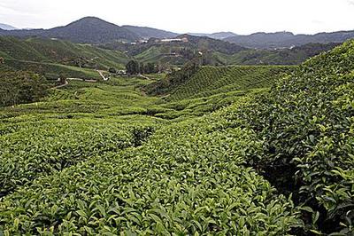 名山茶叶的辽阔种植天地