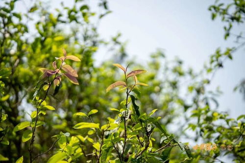 六大茶山异境 紫芽 万山难寻的古树茶变异种