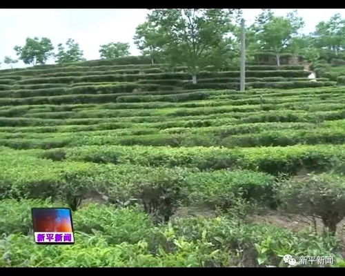 今年我县春茶产量达11万公斤 实现产值241万元
