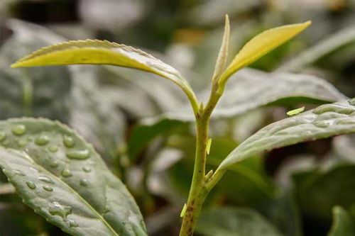 第四届美人茶开茶节即将开幕,闽南大田带着这件农产品走进上海