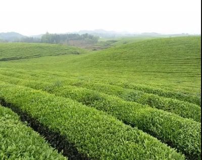 纳雍高山茶,干净的茶