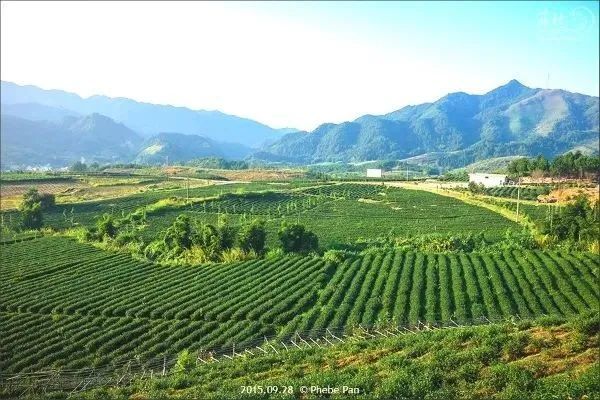 【闻香识韶】翠园中,茶香溢