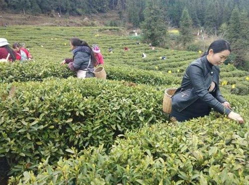 化处种茶 群众的绿色提款机与幸福不动产