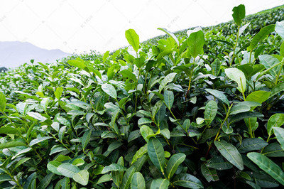 龙井茶茶园 茶叶种植的艺术与科学
