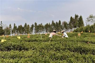 腾冲市高黎贡山茶叶妇联 以茶叶为纽带，连接企业与妇女的绿色朋友圈