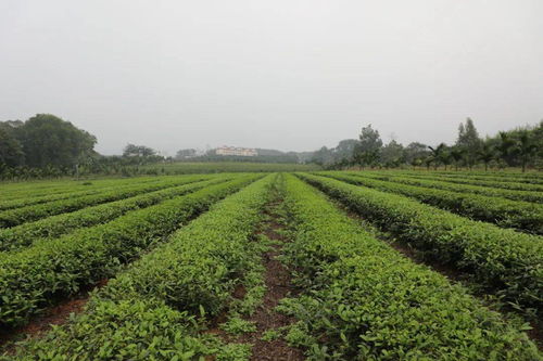 刘蔚深入实地调研我县茶产业发展 种植现状与未来展望