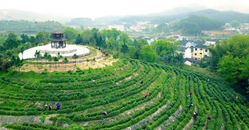 新洲自然与人文的交织之美 树木种植经营的生态与产业魅力