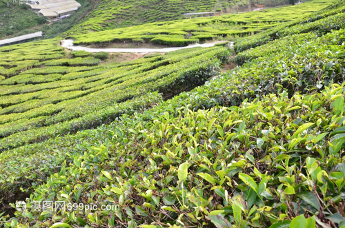 马来西亚卡梅伦高地茶叶种植园