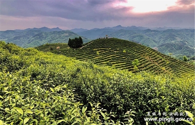 平利:“贡”茶飘香“富”万家