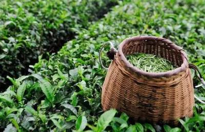 汀溪兰香茶:宣城泾县特产绿茶汀溪兰香茶-地理标志产品,泾县产地宝(2)